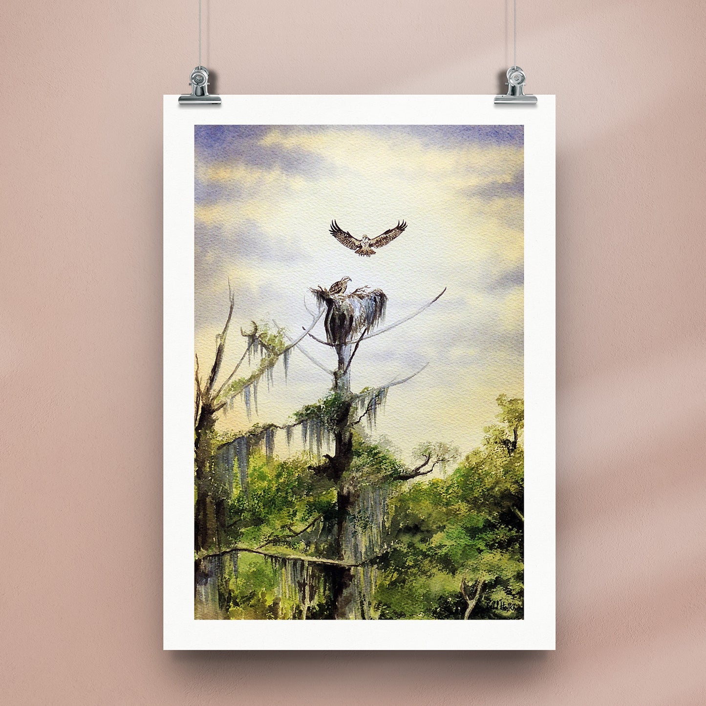Nesting Ospreys At Wakulla River