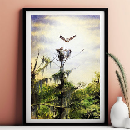 Nesting Ospreys At Wakulla River