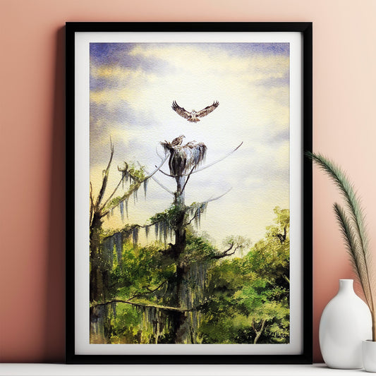 Nesting Ospreys At Wakulla River