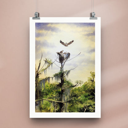 Nesting Ospreys At Wakulla River
